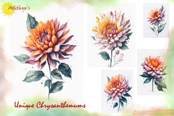 Download Unique Chrysanthemums - Premium Resources